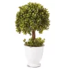 Topiary In Ceramic Pot