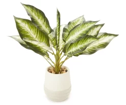 Zebra Plant In Ceramic Pot