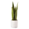 Wild Sedona Artificial Snake Plant With White Ceramic Pot